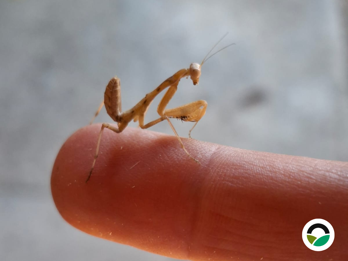 A tiny guardian of the farm: juvenile praying mantis