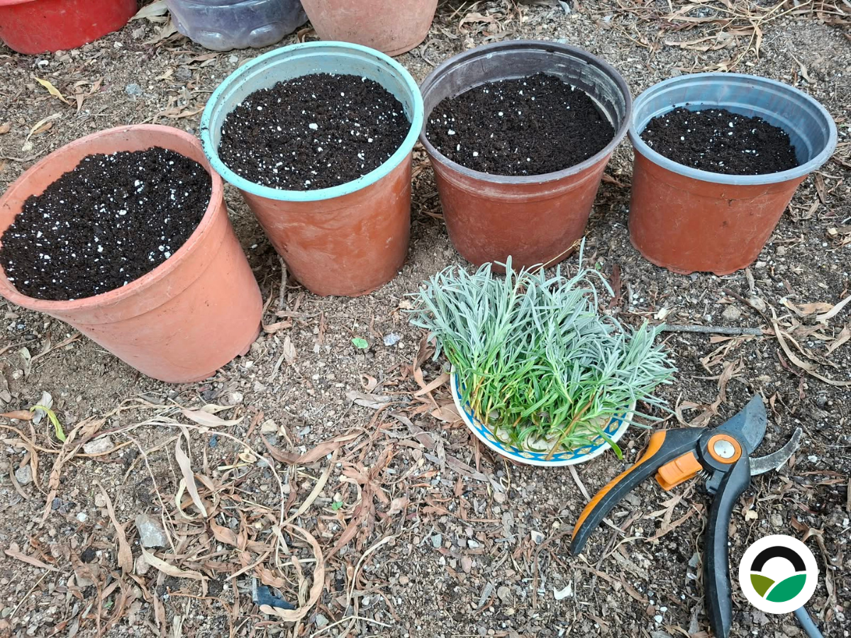Growing lavender from cuttings in the Mavronero nursery