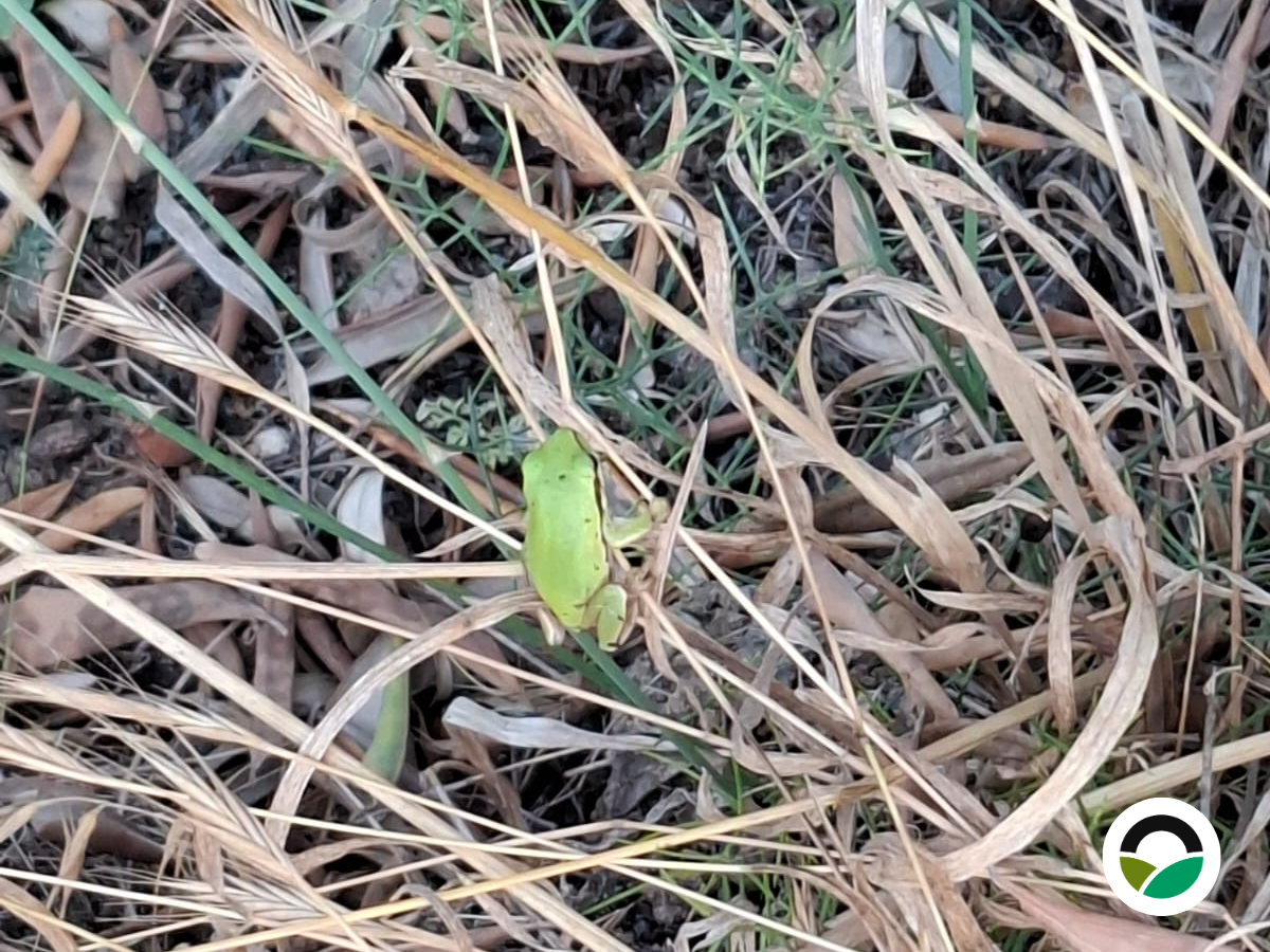 Middle East Tree Frog (Hyla savignyi): a tiny amphibian of Mediterranean landscapes