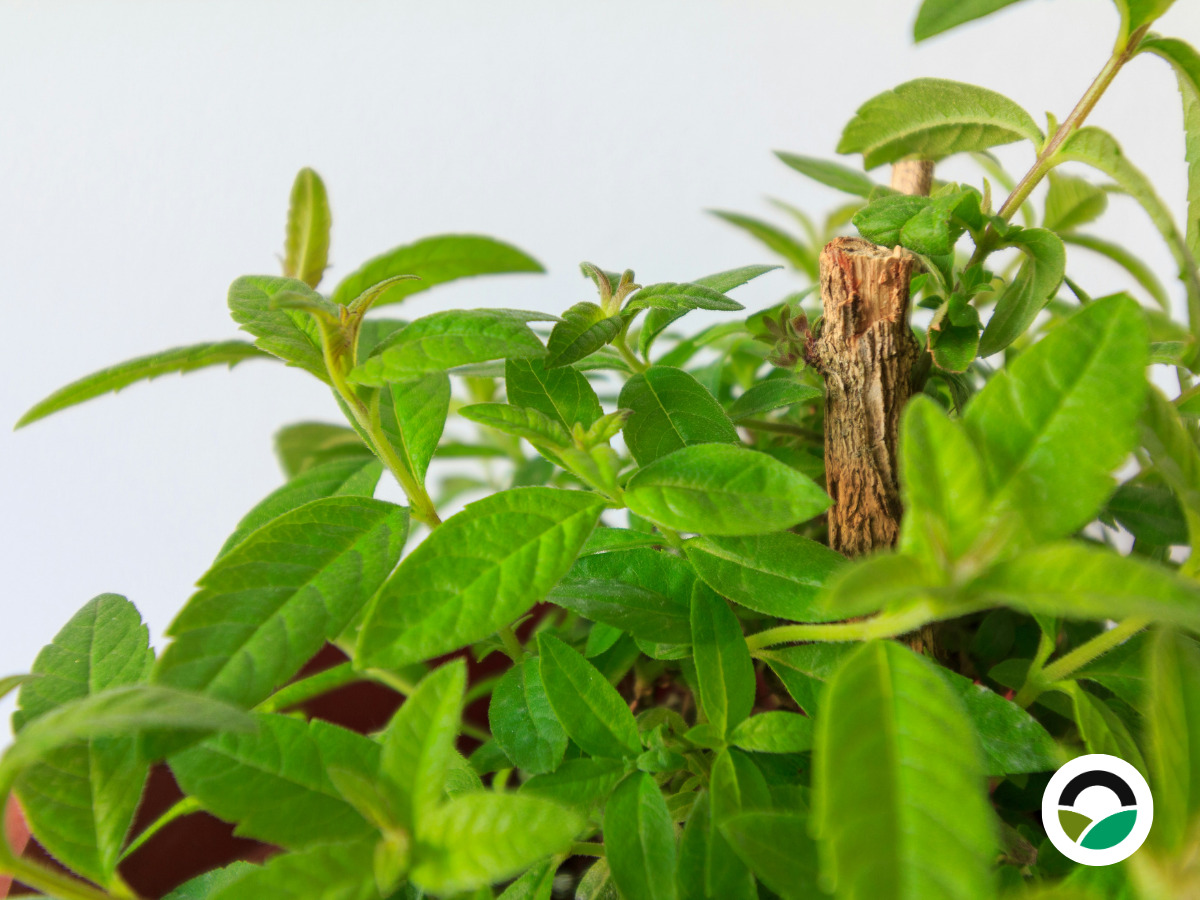 Lemon Verbena (Aloysia citrodora)