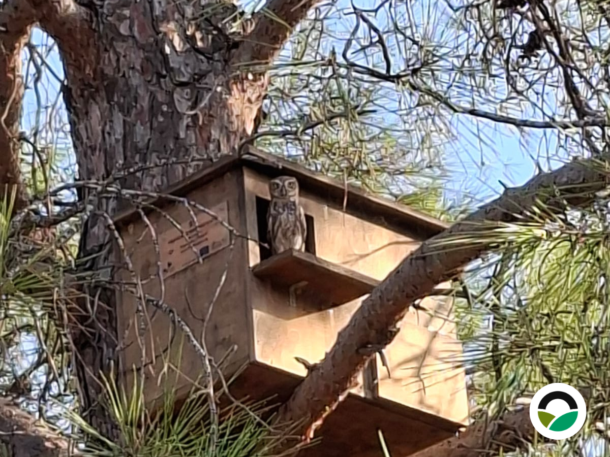 A Little Owl occupies one of our nest boxes