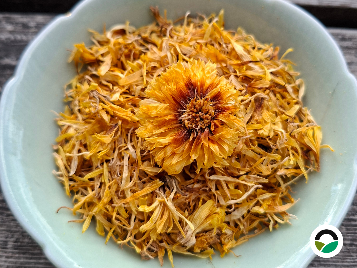Marigold (Calendula officinalis)