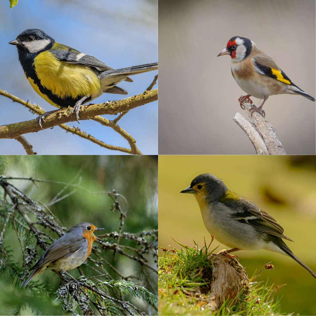 Species most frequently detected through sound are:
European Robin (Erithacus rubecula), Common Chaffinch (Fringilla coelebs), European Goldfinch (Carduelis carduelis), Great Tit (Parus major)