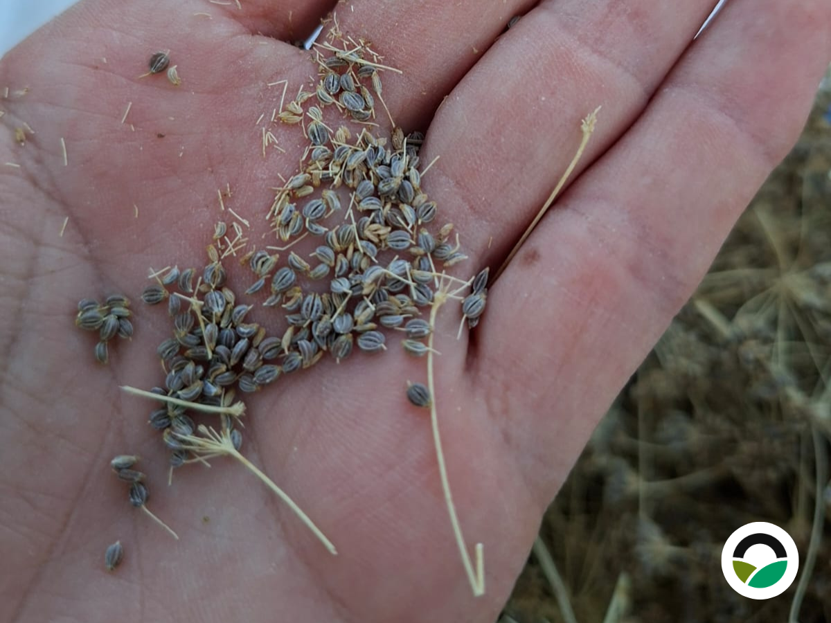 Parsley: harvesting seeds for future generations