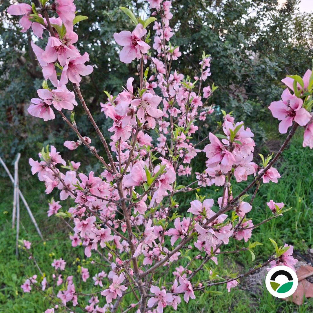 Peach tree (Prunus persica) in full spring blossom with pink flowers in a Mediterranean landscape.