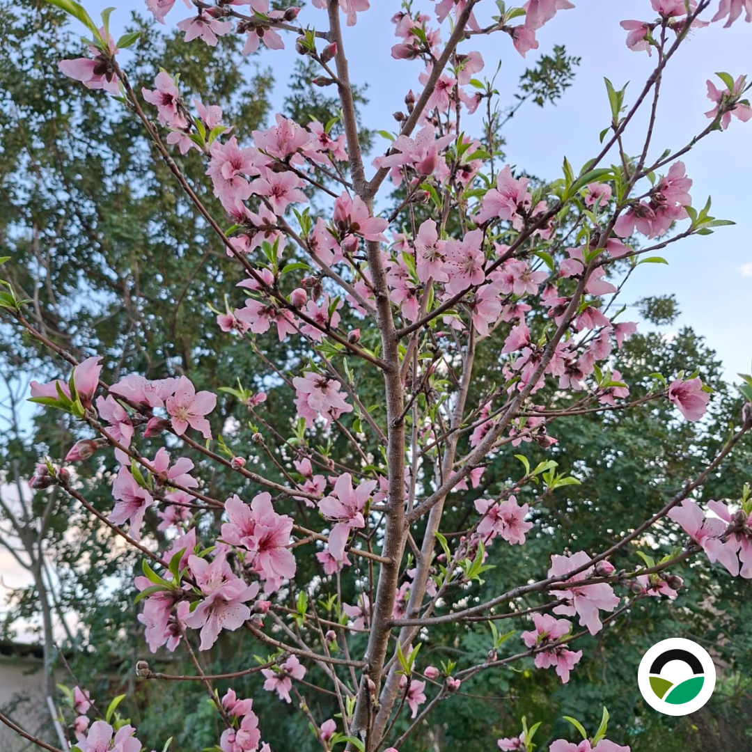 Young peach tree covered in pink blossoms during early spring flowering season.