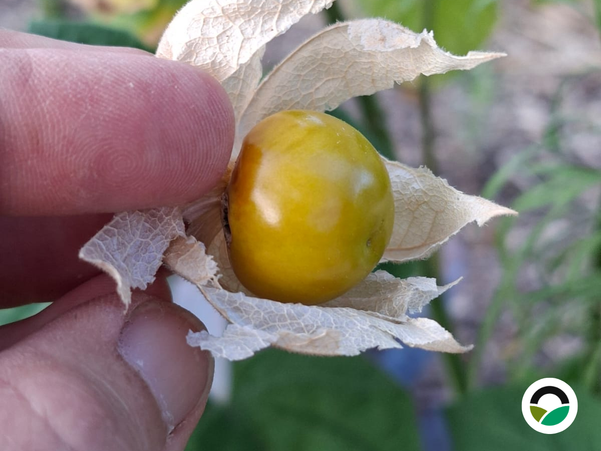Cape gooseberry (Physalis peruviana) season begins at Mavronero