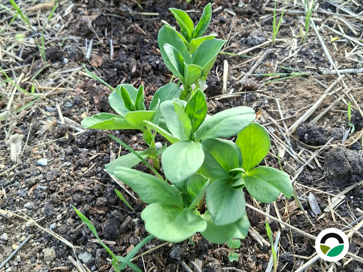 Broad beans at Mavronero: from our own seeds to fast early growth