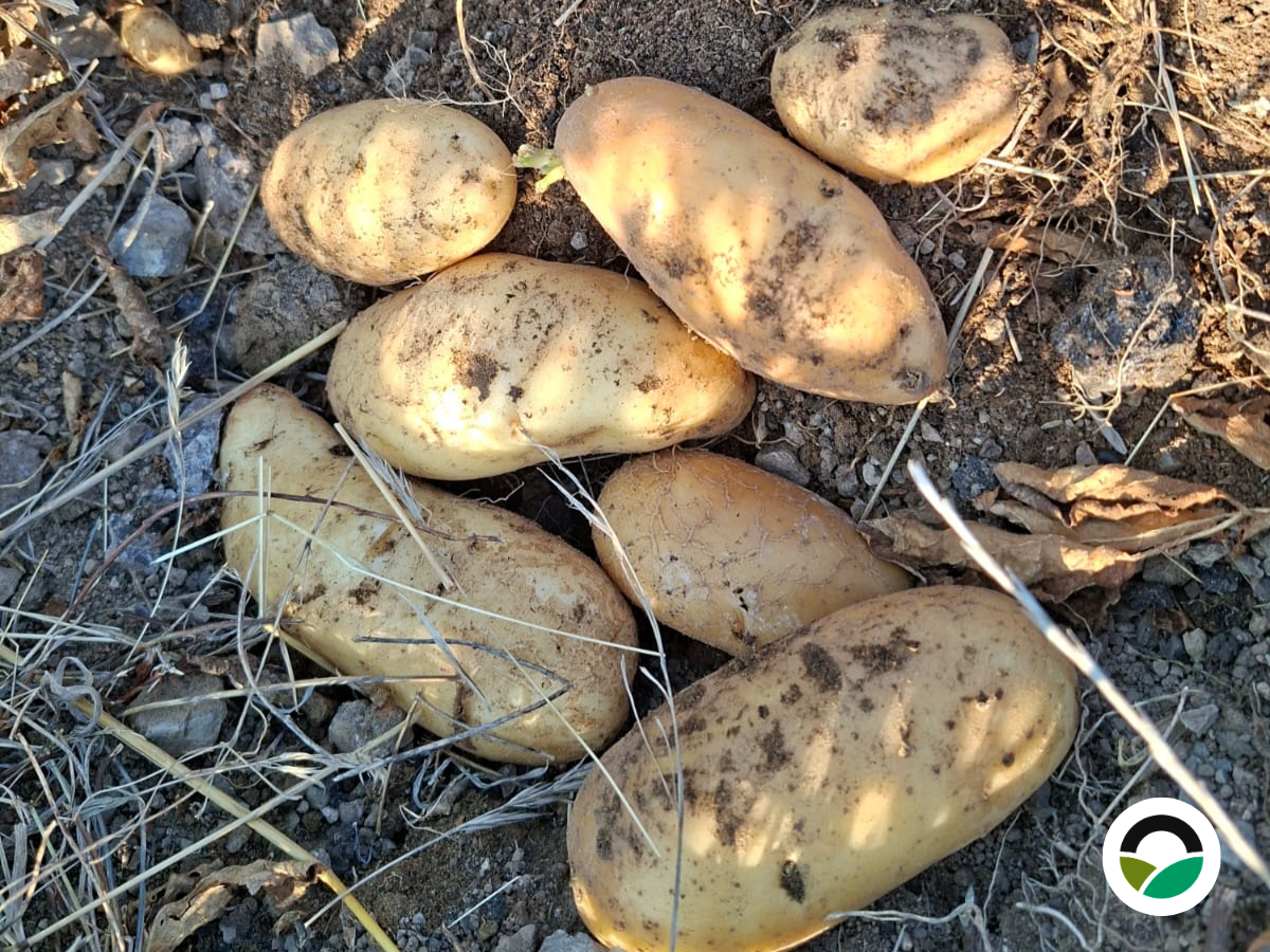 Healthy soils, abundant harvests