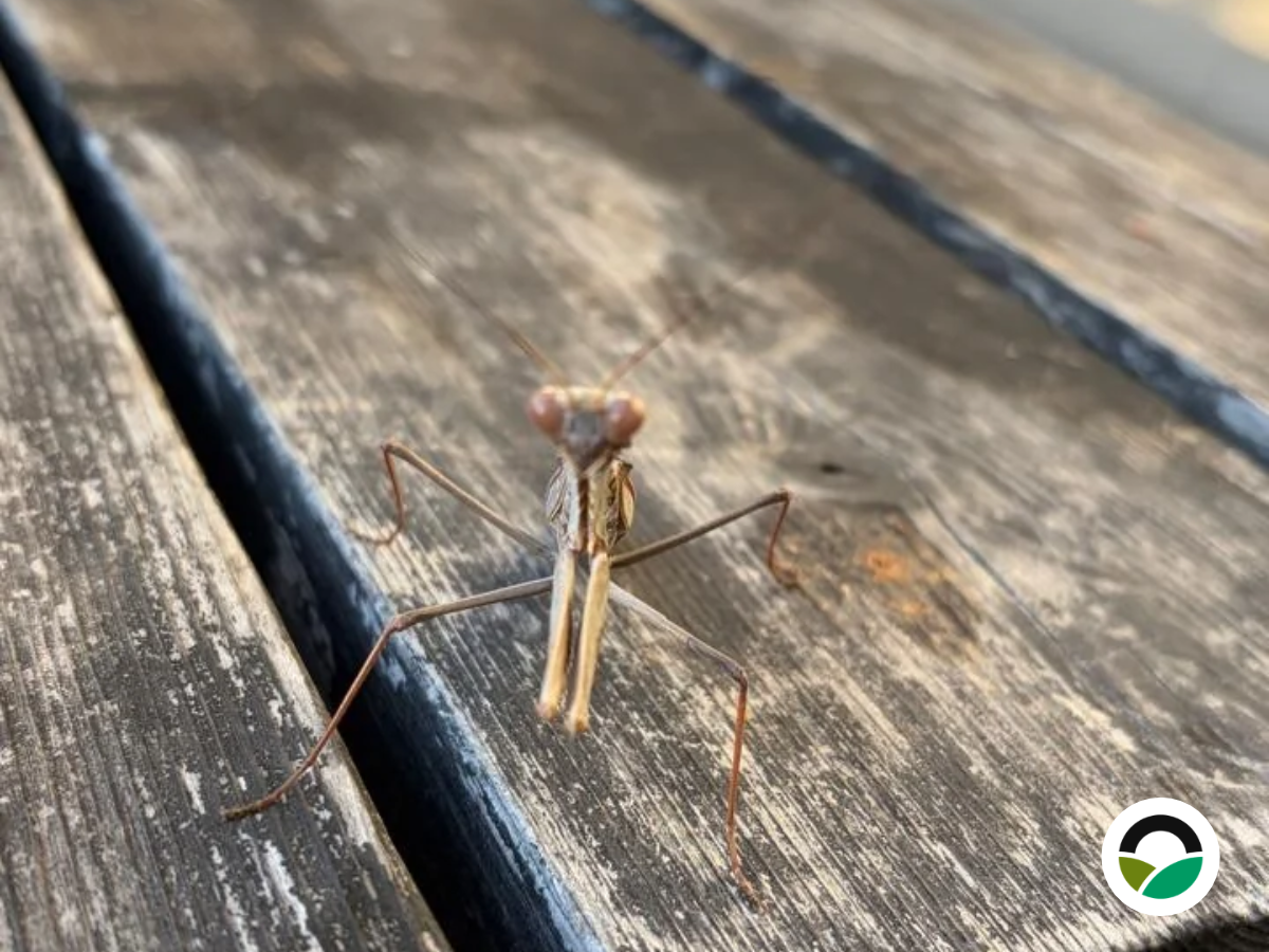 Praying mantis at Mavronero: getting to know a remarkable insect predator