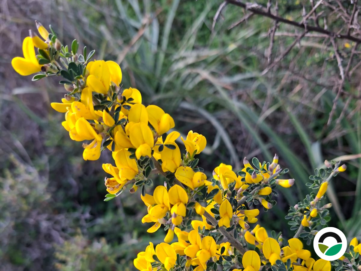 Prickly broom: a resilient shrub of Mediterranean ecosystems