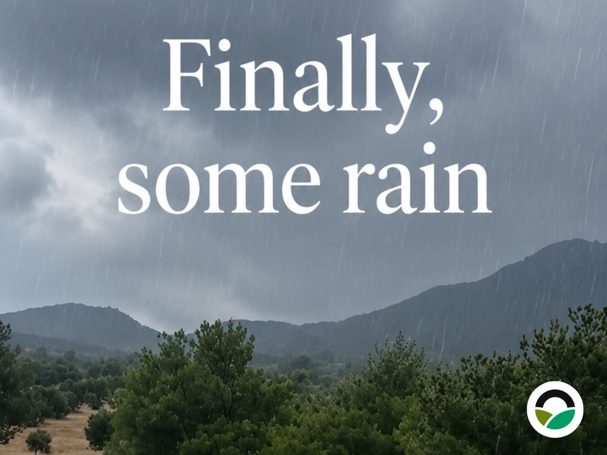 Spring rain arrives at Mavronero