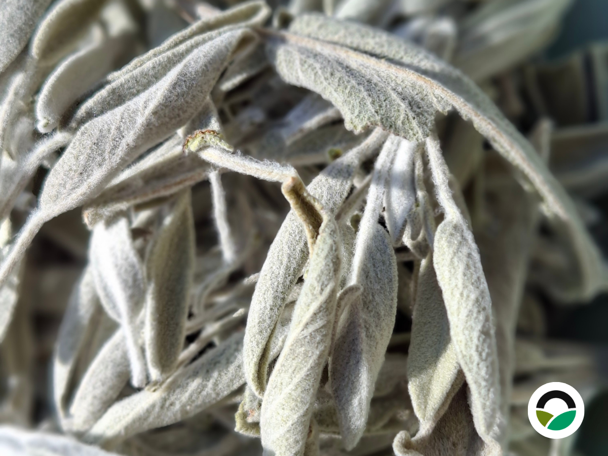 Φασκόμηλο (Salvia officinalis)