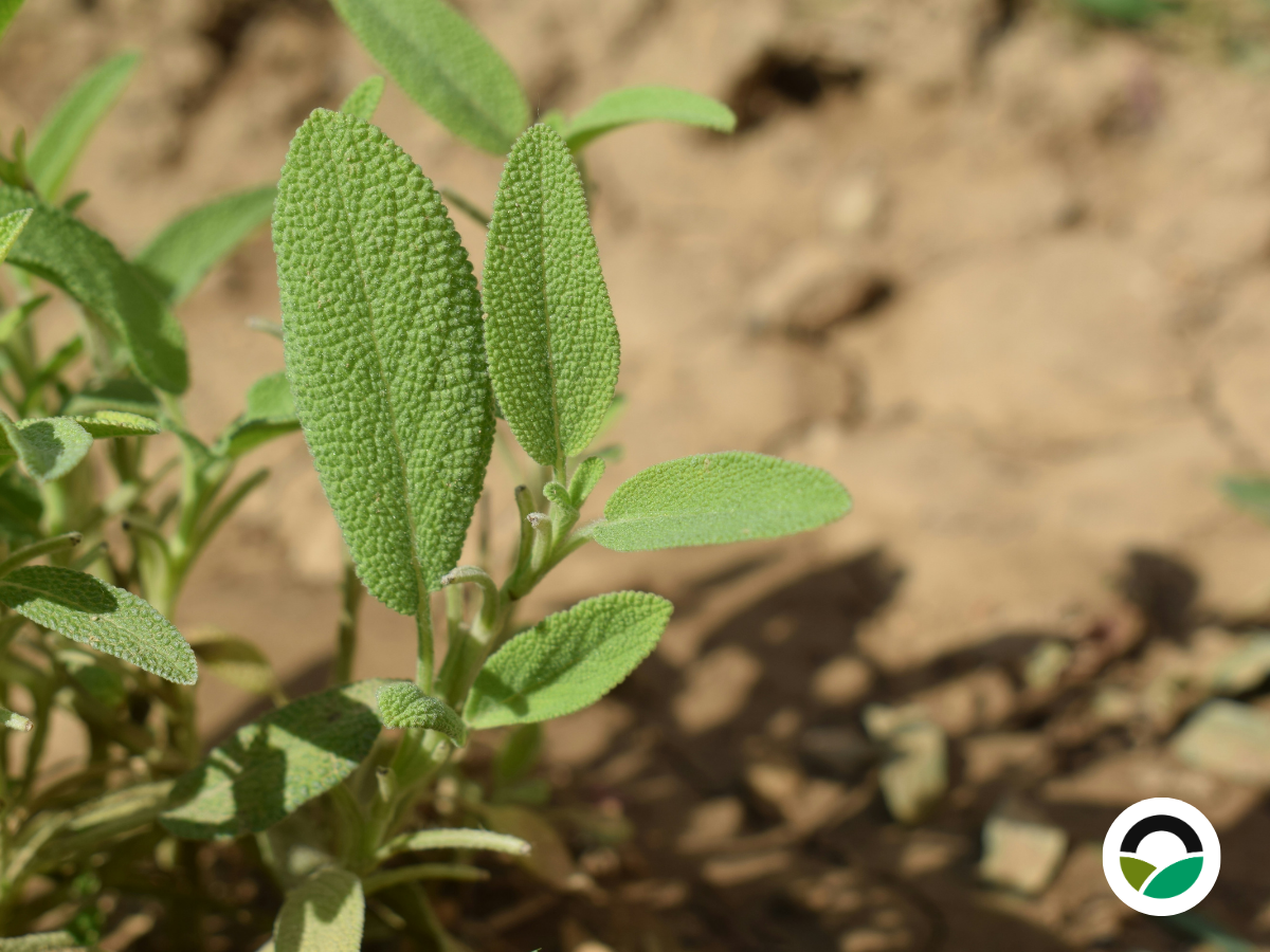 Sage (Salvia officinalis)
