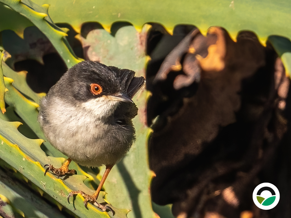 Sardinian Warbler (Curruca melanocephala)