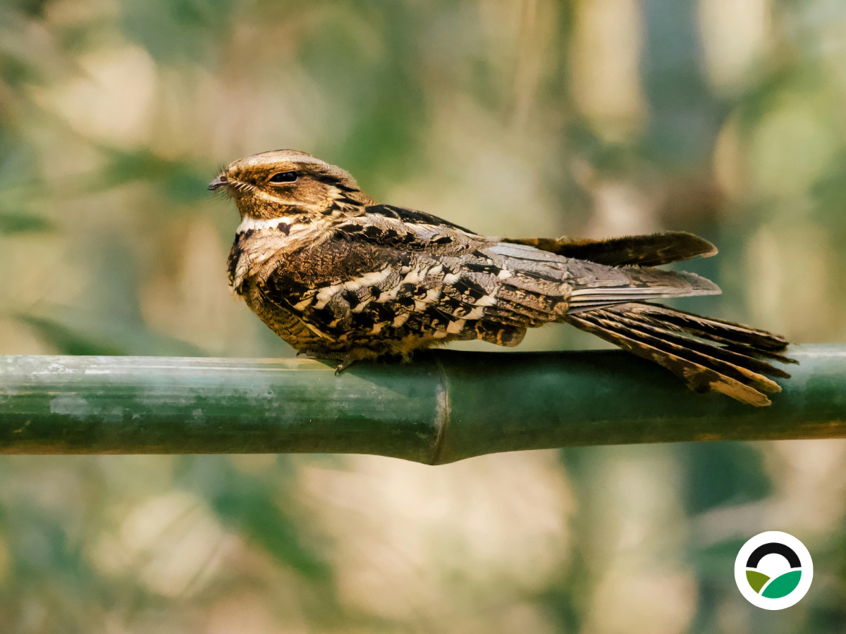 Eurasian Nightjar (Caprimulgus europaeus)