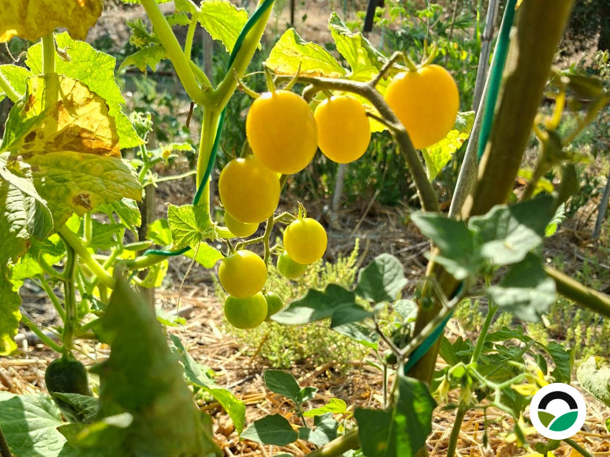 Snowberry tomatoes: a sweet yellow cherry tomato thriving in the Mediterranean