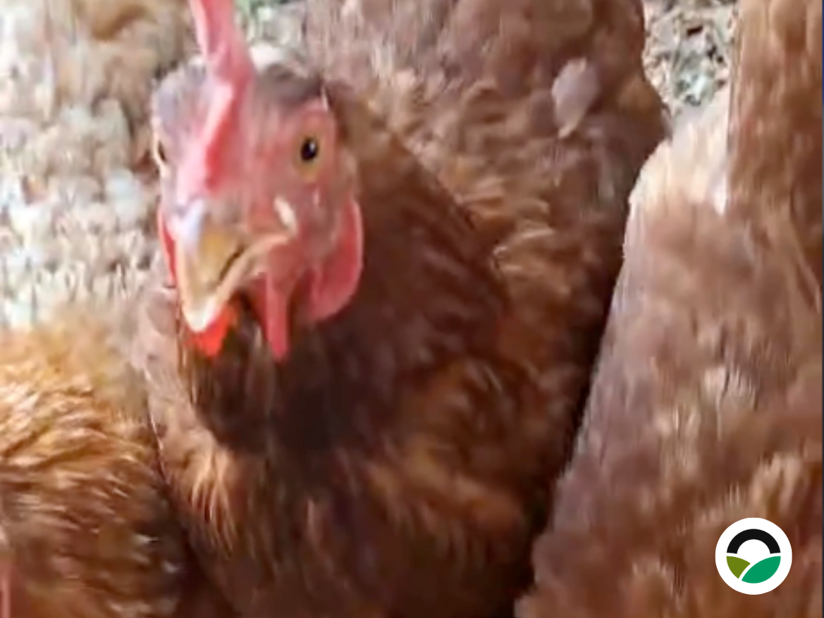 Feeding the hens with sweet melon