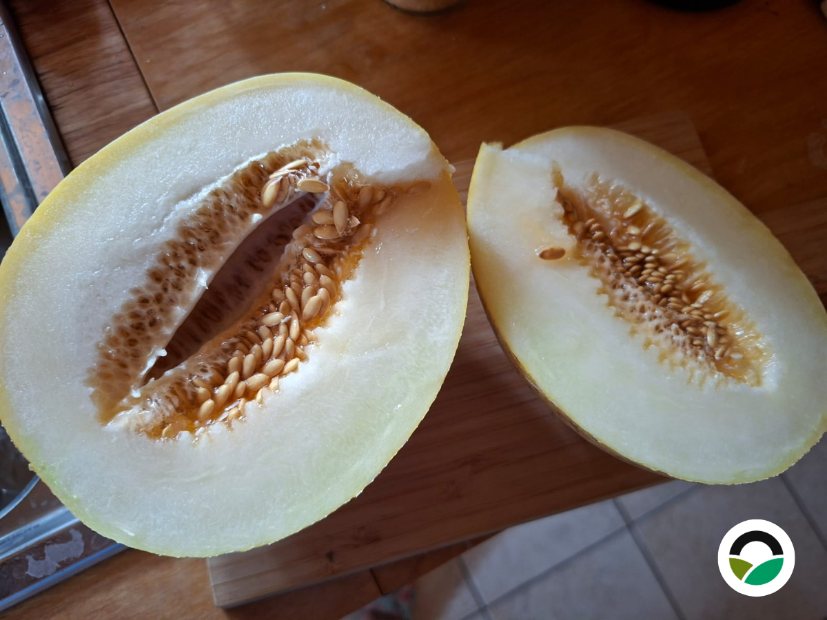 Harvesting the first sweet melons of the season at Mavronero Farm