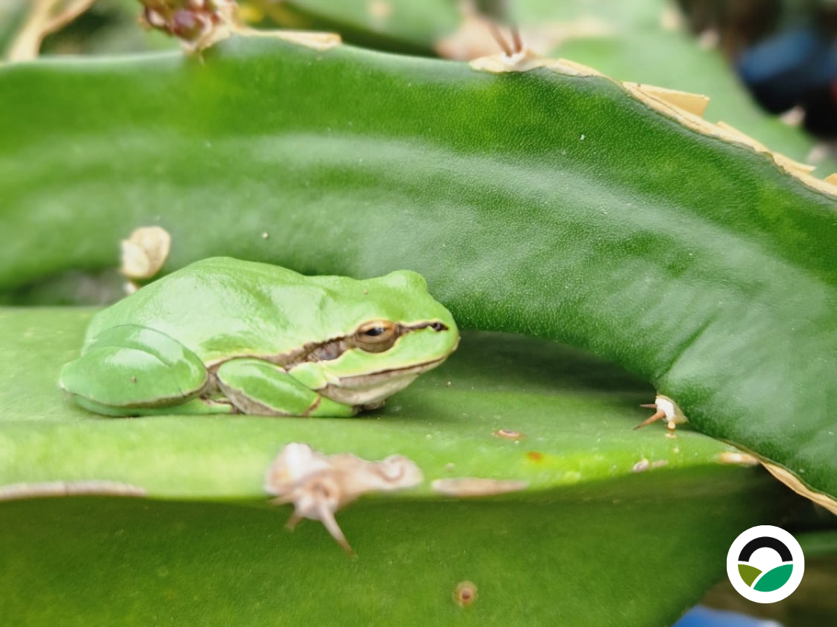 Tree frogs at Mavronero: small visitors in the raised beds and nursery