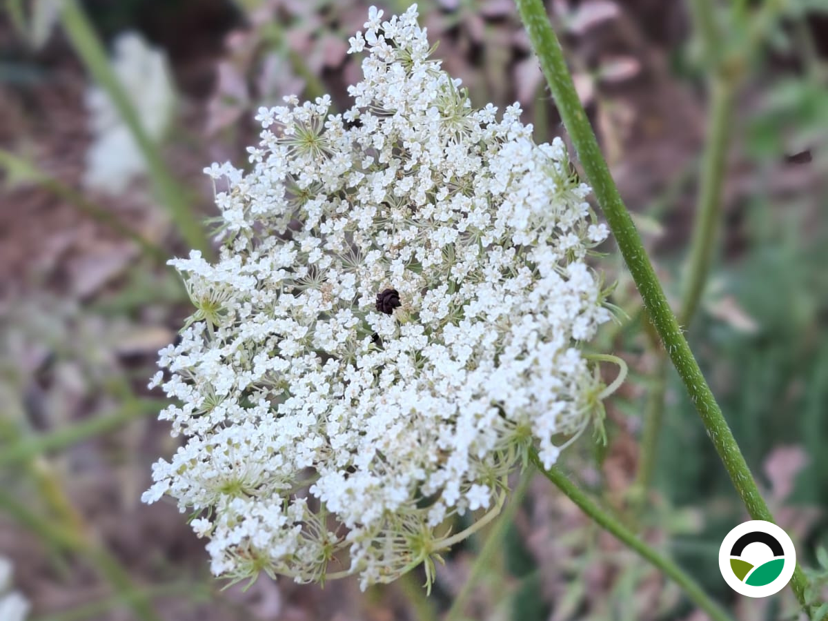 Wild carrot (Daucus carota): a resilient wildflower of Mediterranean landscapes