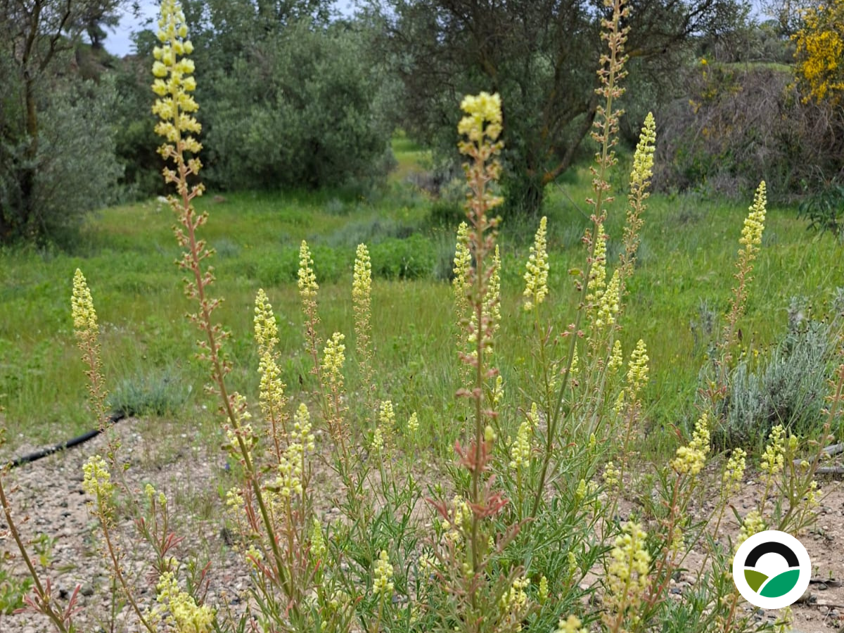 Wild mignonette: a resilient Mediterranean wildflower supporting biodiversity