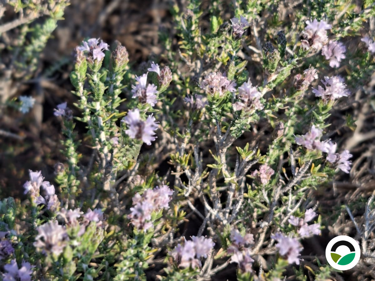Wild thyme (Thymbra capitata)