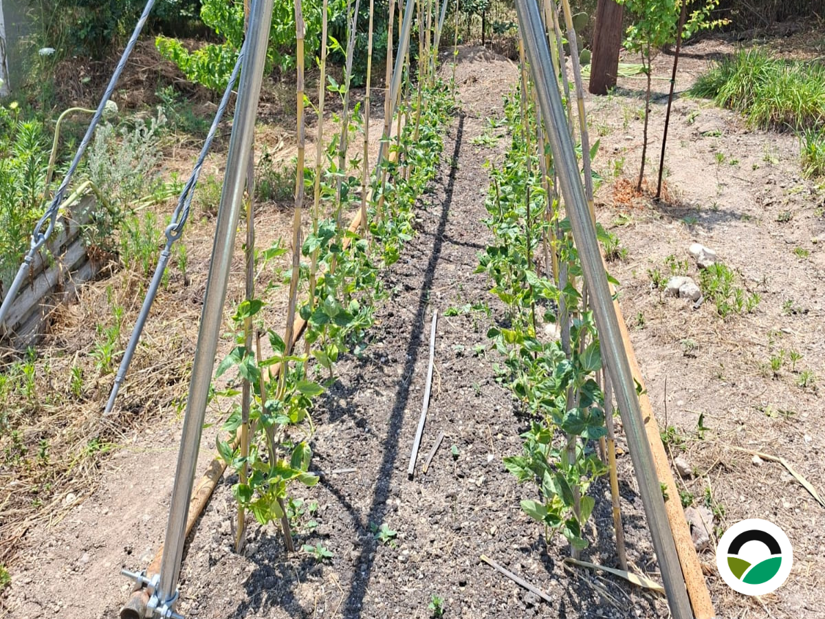 Shade structure installed for yard long beans at Mavronero