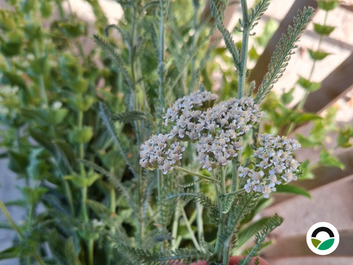 Yarrow (Achillea millefolium)
