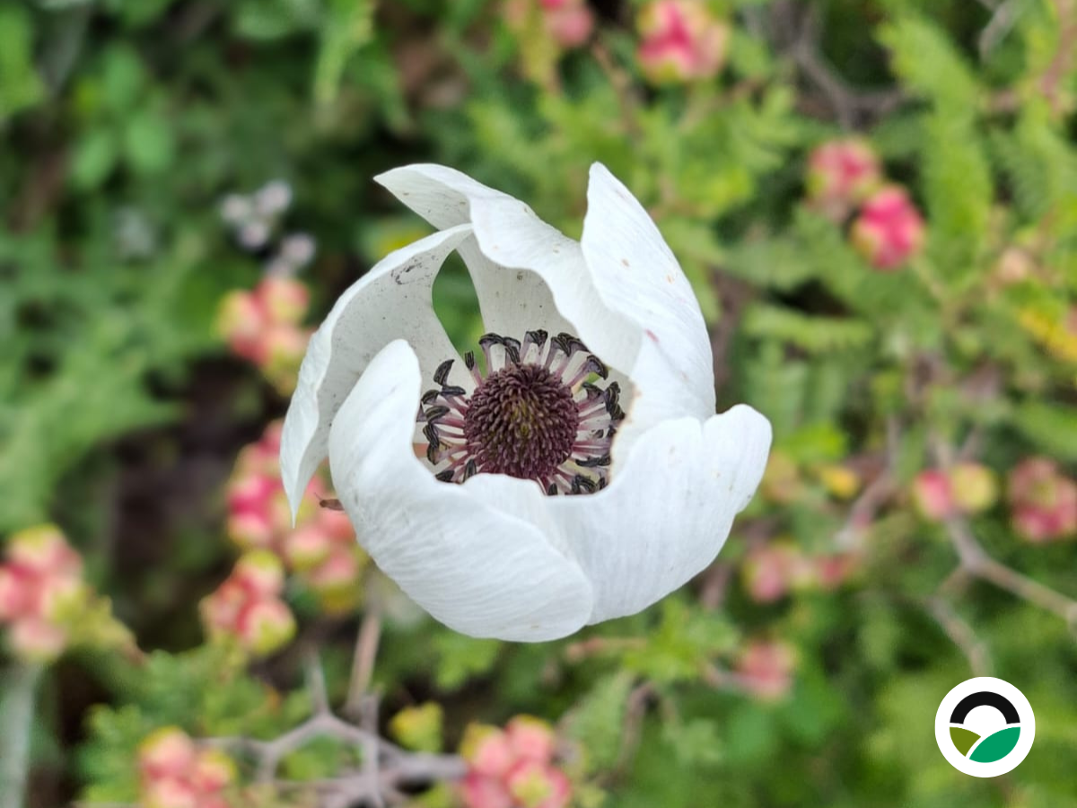 White anemones: supporting Mediterranean biodiversity