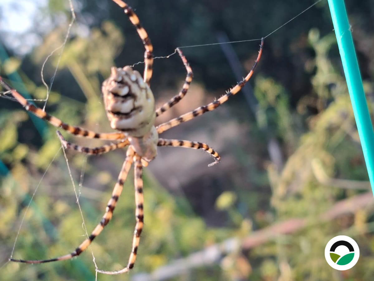 Lobed Argiope (Argiope lobata): the silent hunter of the tomato garden