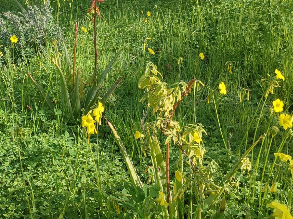 Αλόη Βέρα (Aloe barbadensis miller)
