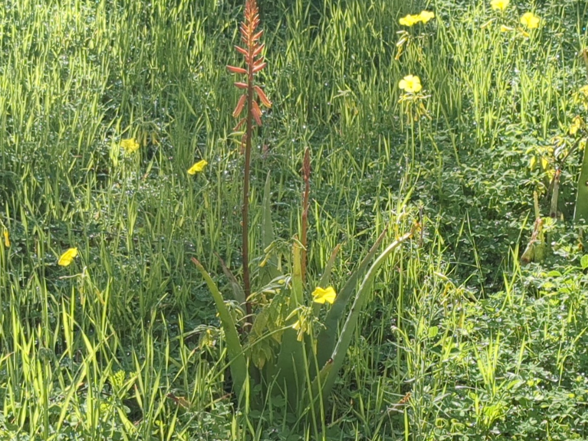 Αλόη Βέρα (Aloe barbadensis miller)