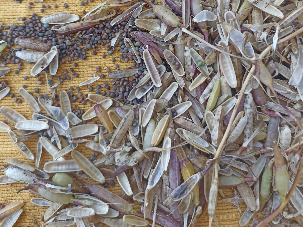 Collecting Arugula Seeds