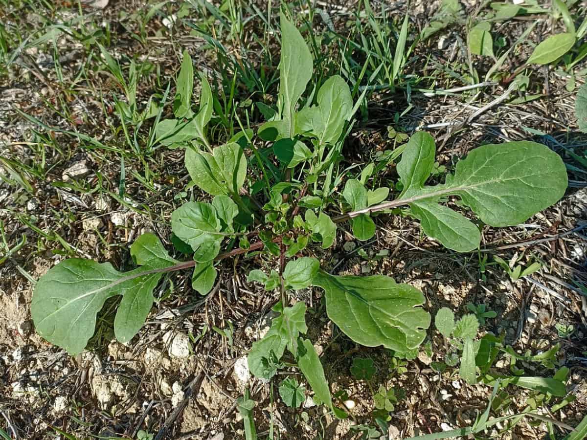 Η Ρόκα (Eruca sativa)