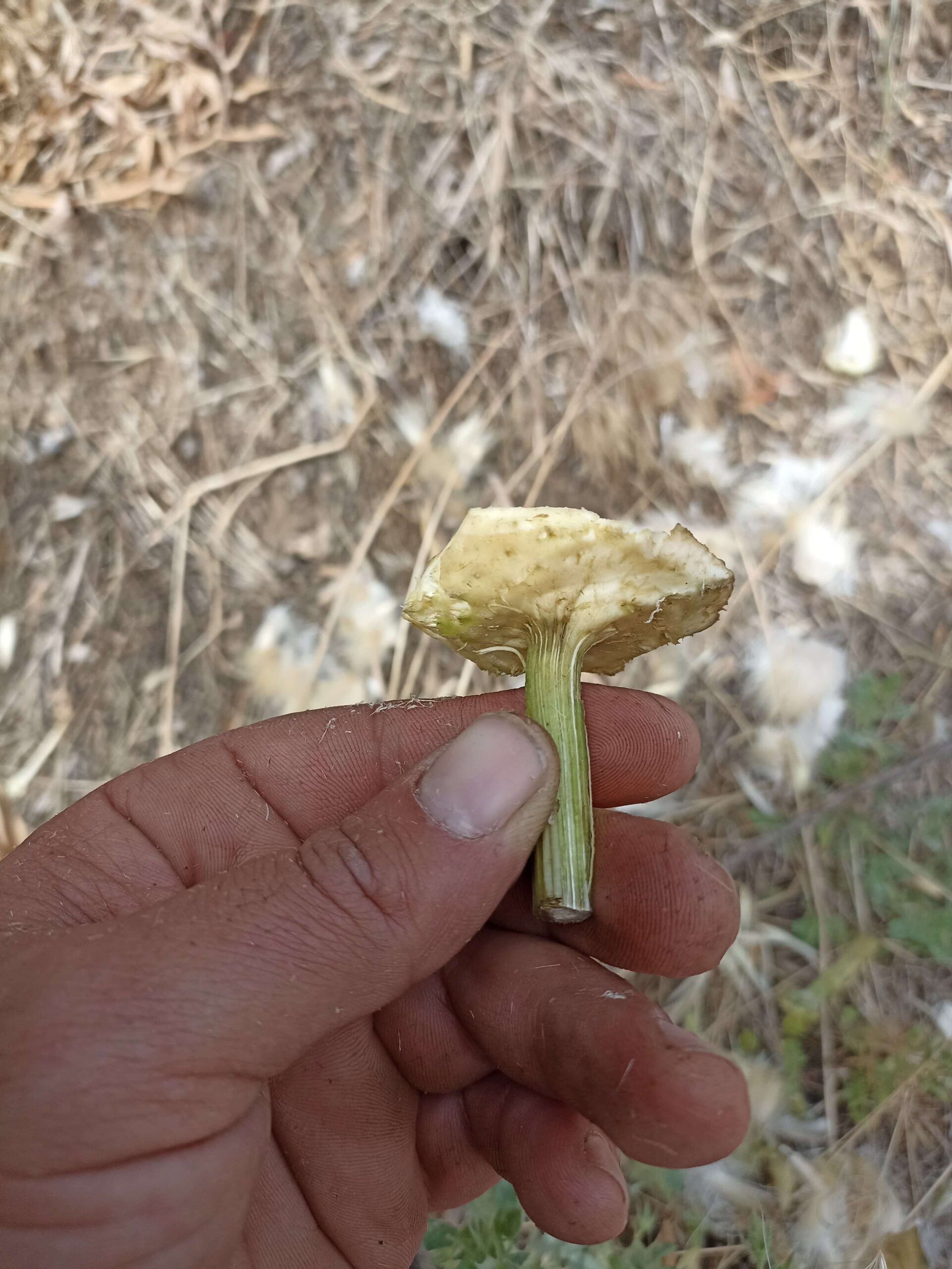 Άγρια αγκινάρα