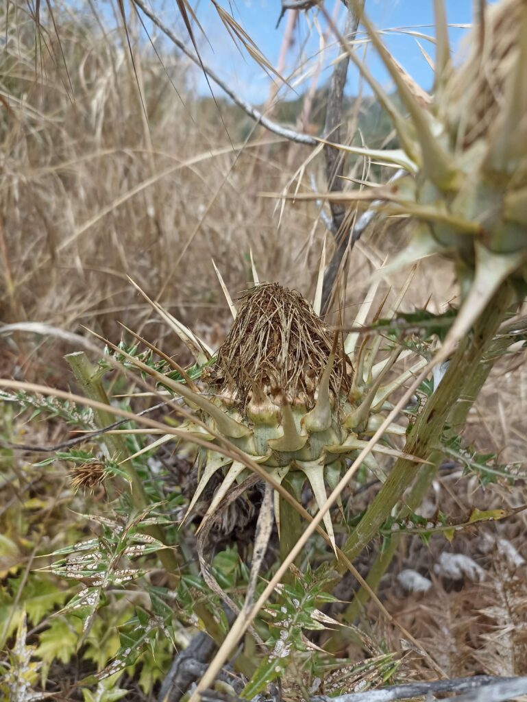 άγριες αγκινάρες