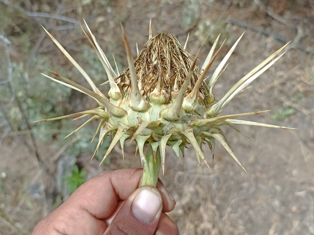 Wild Artichokes at our Farm