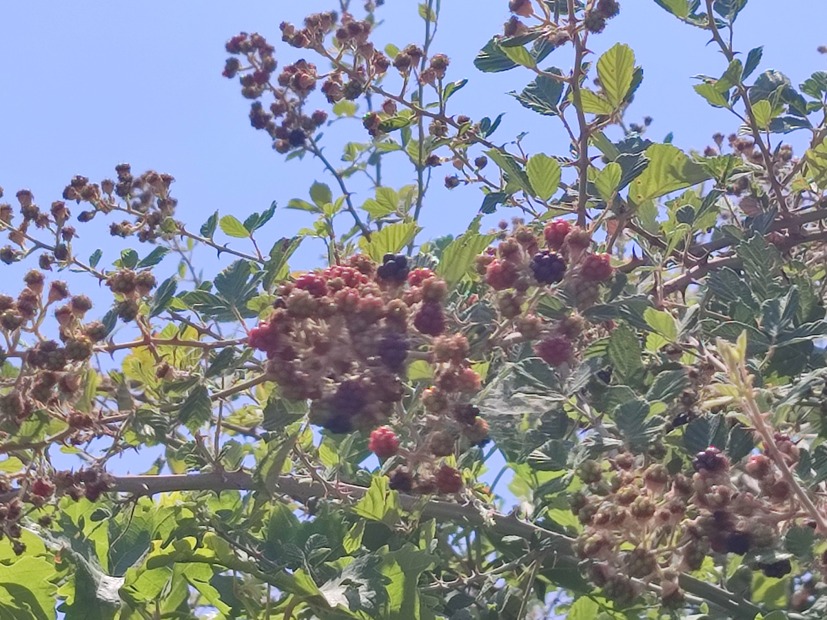 Βατόμουρο (Rubus Fruticosus L.)