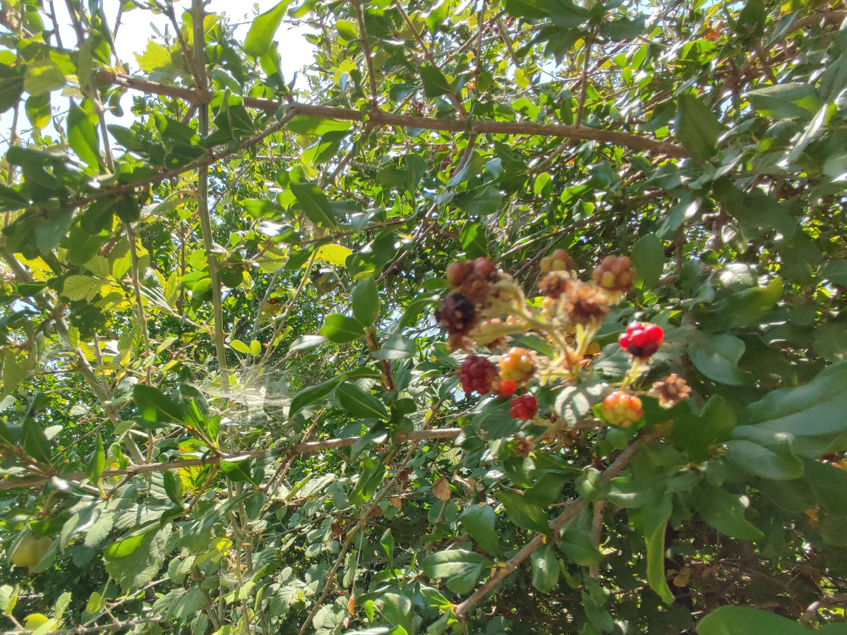Βατόμουρο (Rubus Fruticosus L.)