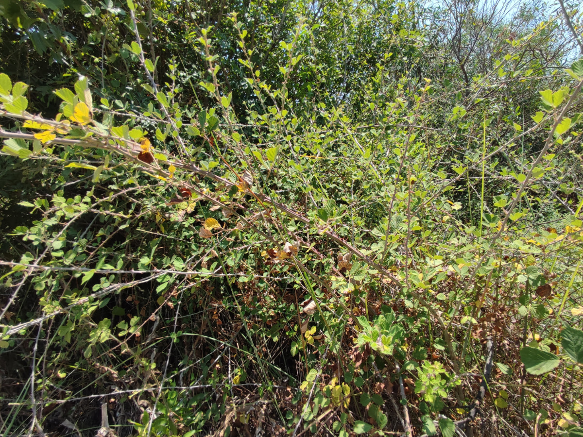 Βατόμουρο (Rubus Fruticosus L.)