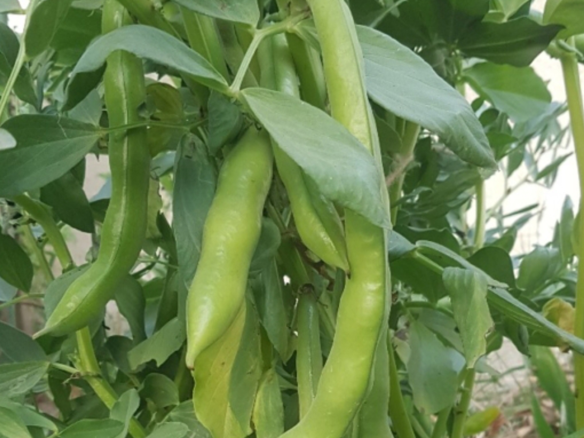 Broad beans plant