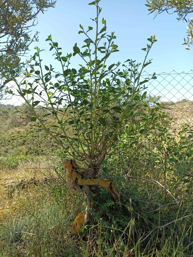 Θάμνος κάπαρης