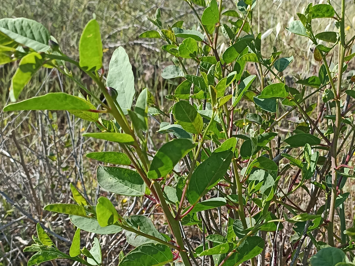 Κάππαρη (Capparis spinosa)