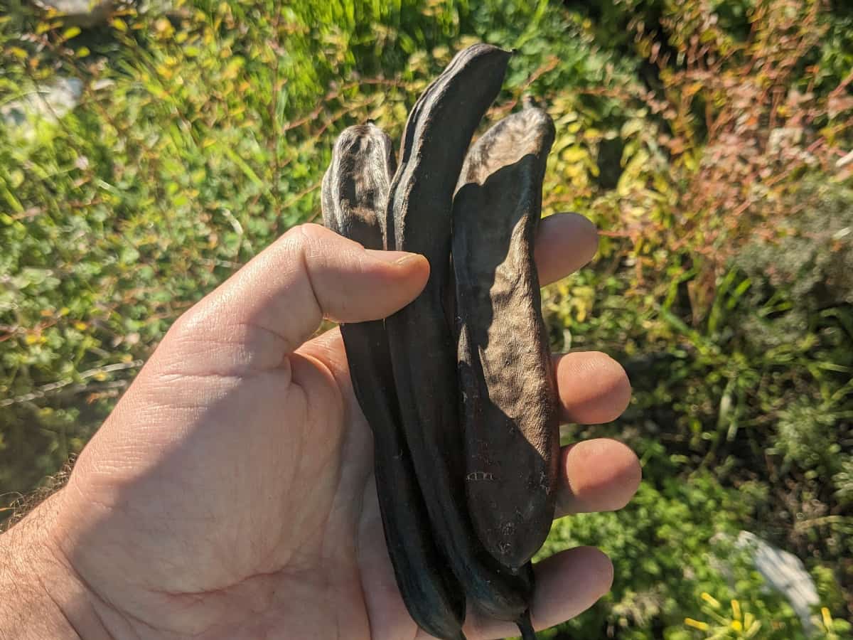 Λοβοί χαρουπιών