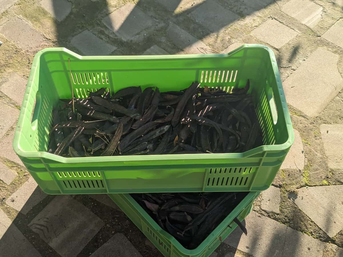 Φρούτα χαρουπιού σε ένα καλάθι