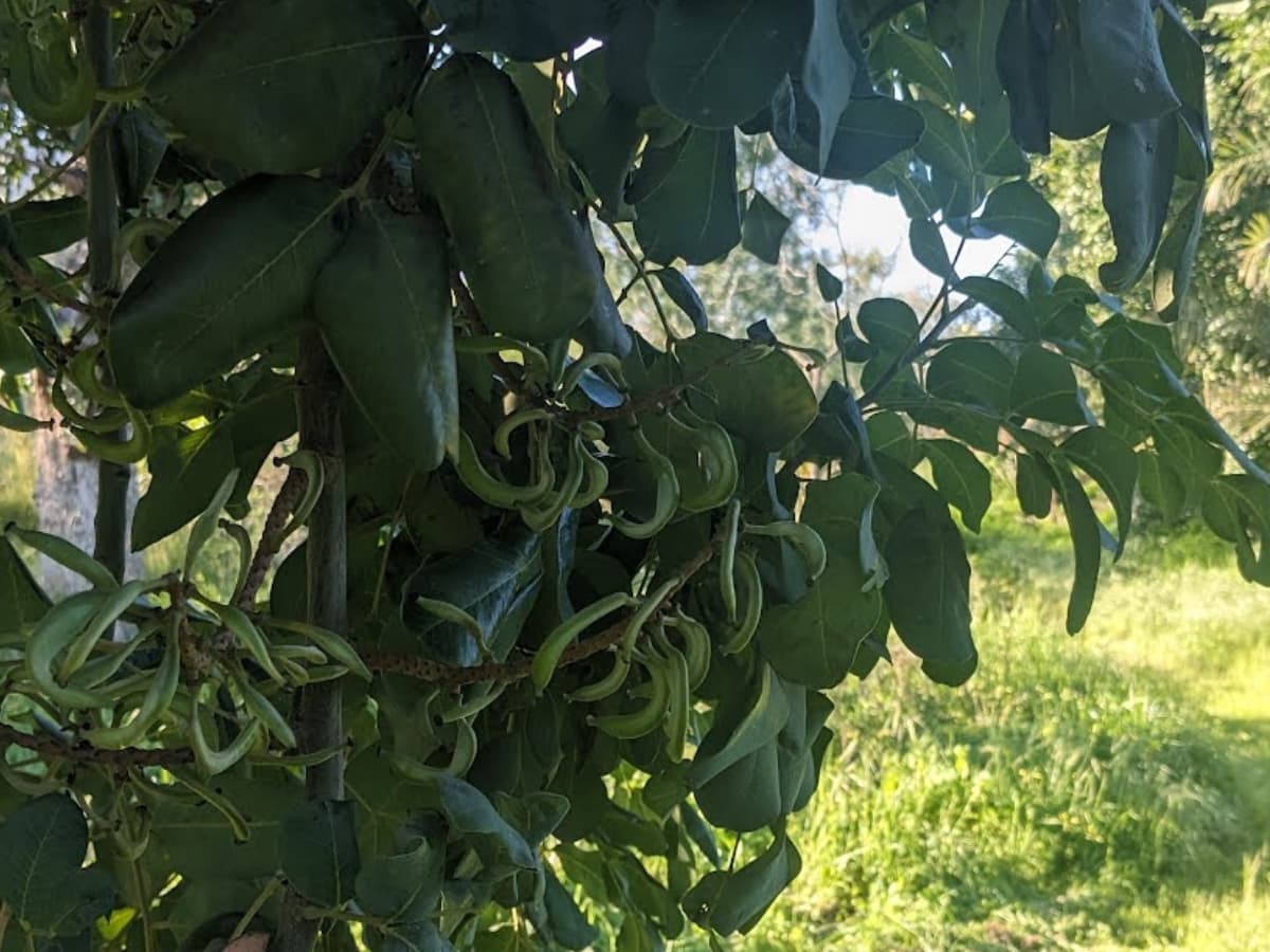 Φύλλα χαρουπιών