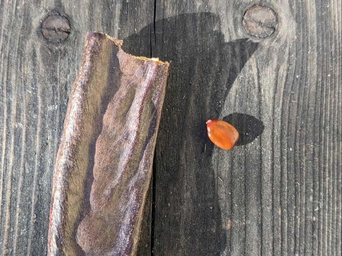 Σπόρος χαρουπιού