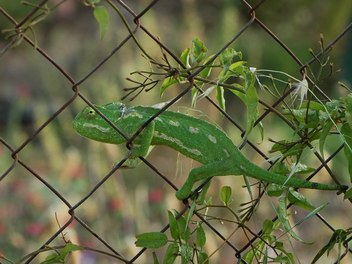 Common Chameleon (Chamaeleo chamaeleon)
