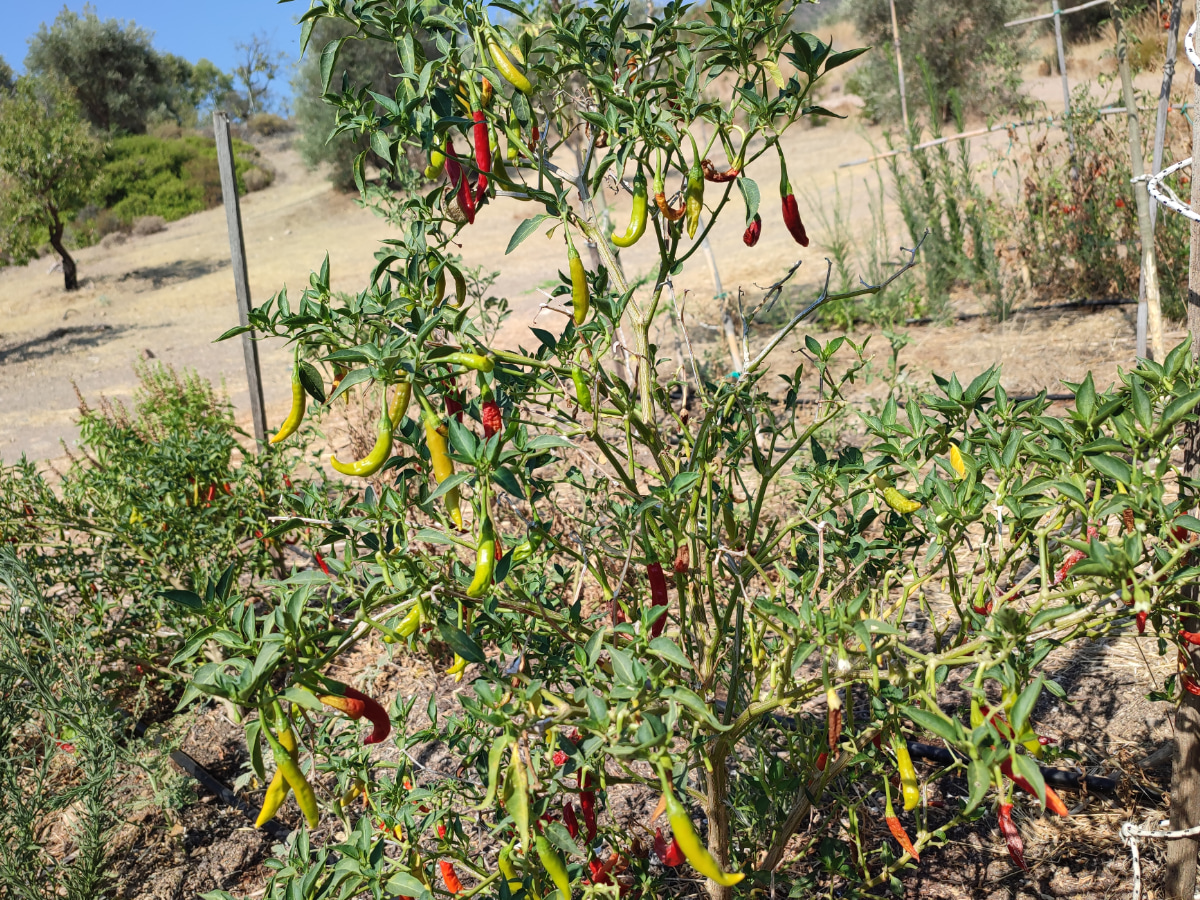 Πιπεριά τσίλι (Capsicum)